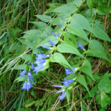 Veilchen am Weißensee